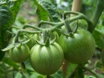 Project 365 - Day 1 Unripe Tomatoes