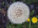 Project 365 - Day 2 Dandelion Clock