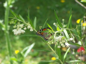 Monarch Butterfly