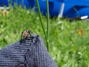 Project 365 - Day 6 Hoppy Spider (trite planiceps - male)