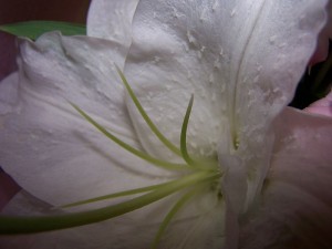 Lily from Bouquet Daily Photo - Day ???