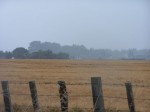 Field in rain Field in Rain