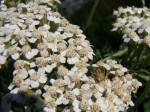 Spider on Yarrow Flower Spider on Yarrow Flower