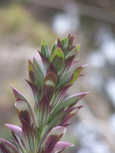 Acanthus Flower