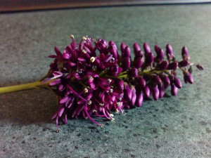 Purple Hebe Flower