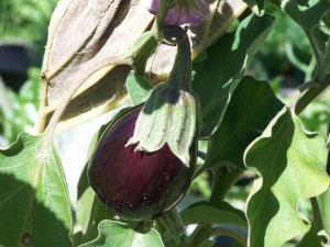 Aubergine