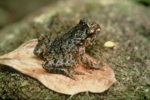 Hochstetters Frog taken by G Shirley