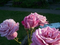 100_6519.jpg 100_6519.jpg