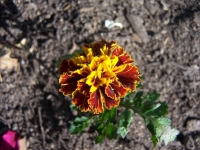 100_6531.jpg 100_6531.jpg