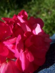 Project 365 - Day 4 Geranium and Denim