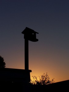 Project 365 - Day 7 Birdhouse at Dusk