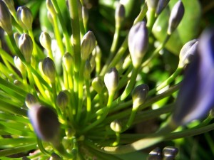 Agapanthus