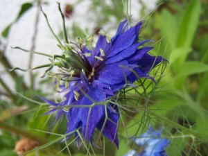 Love in the Mist